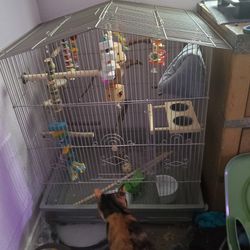 Bird Cage + Bird Toys