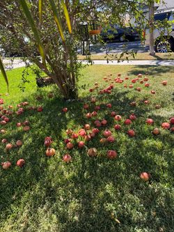 Pomegranates (Granadas) Trees assorted price & sizes