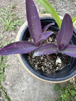 Tradescantia