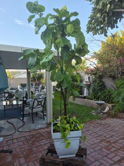 Indoor/outsoor plant more than 7feet tall.