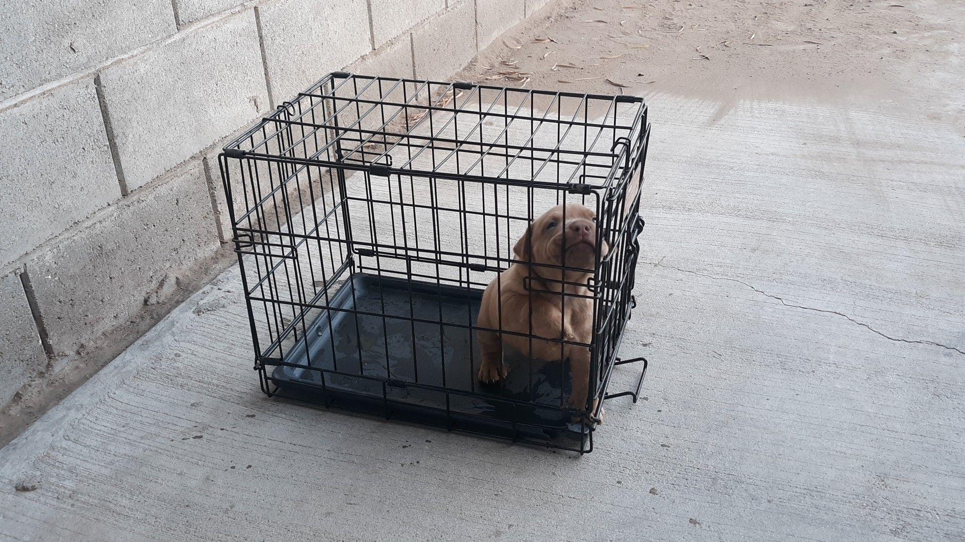 Small crate / dog cage