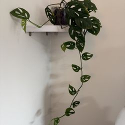 Monstera Adansonii (4in Pot)