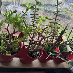 More Plants For Sale, Check Page For More 