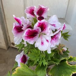 Geranio  Regal