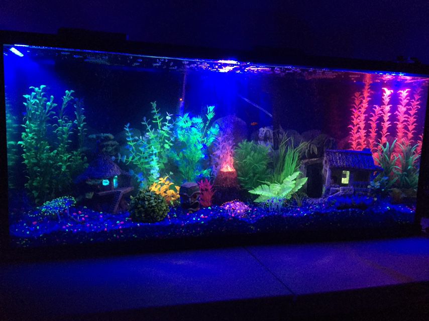 55 gallon Fish Tank for Sale in Tigard, OR - OfferUp