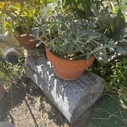 BEAUTIFUL REAL SUCULENTA IN CLAY POT 