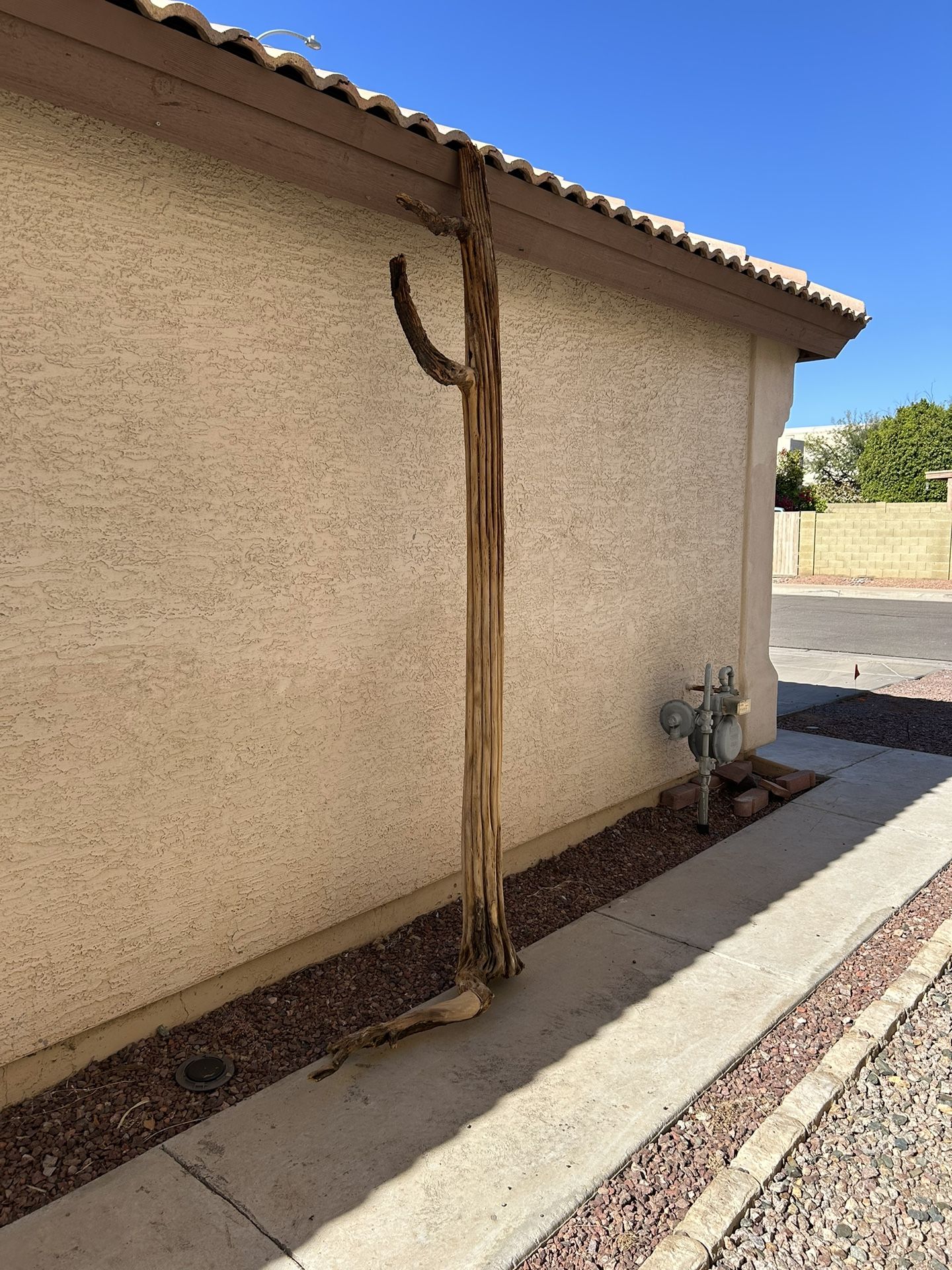 Saguaro Cactus Skeleton 