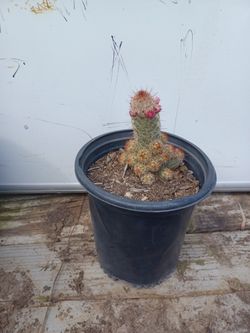 Cactus Decoratibos 