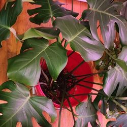 Monstera deliciosa, Split-leaf philodendron