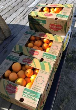 Fresh and sweet oranges