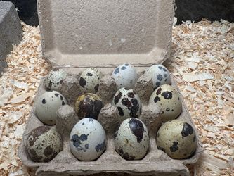Quail eggs