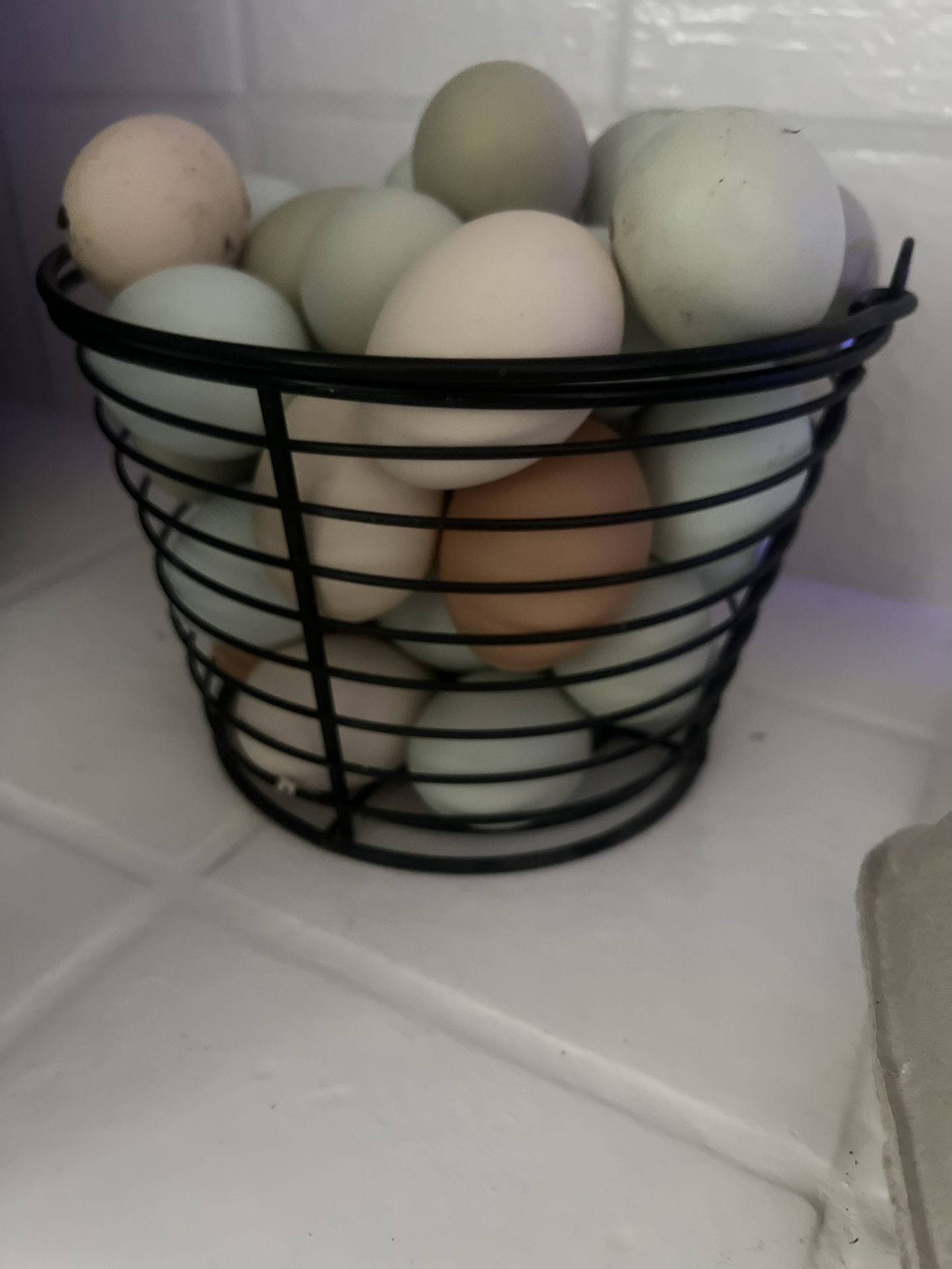 Homestead Fresh Chicken & Duck Egg Mix