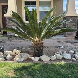 Palm For Sale