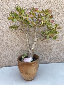 27” (terracotta) Jade Tree/Money Jade/Lucky Jade/Friendship Plant
