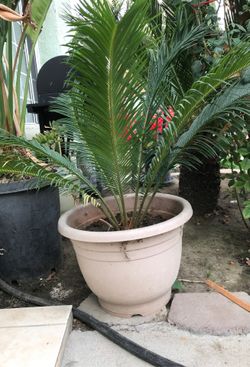 Palma fina lista para plantarse