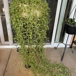 String Of Dolphins Plant