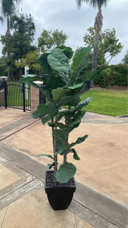 Tall Artificial Fiddle Leaf Fig Tree 6ft