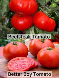 Big Tomato Plants (BEEFSTEAK & BETTER BOY)
