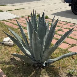 Free Agave plants  (please  read)