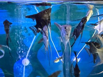 Aquarium accessory