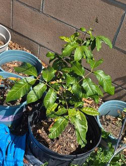 Longan Seedling. Organic and Very Healthy