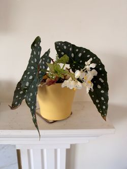 Begonia maculata