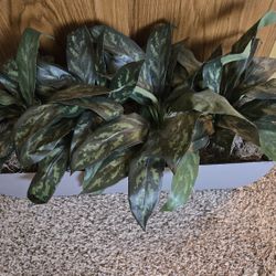 Beautiful Artificial Plants 