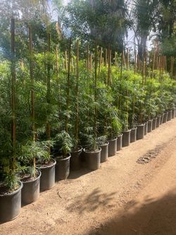 5 Gallon Size- Podocarpus Trees- Pepper Trees- Bougainvillea- Bird of Paradise- Boxwood- Lavender- Hibiscus- Oleander- Honeysuckle- Jasmine- Morning G