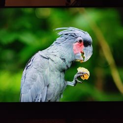 24" HP E24MG4 Conference Monitor With Built in Speakers And Webcam