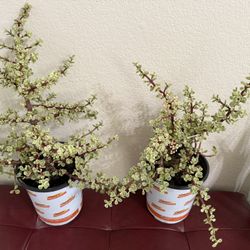 🌿—a symbol of prosperity 🪴VARIEGATED Elephant Bush🙏PLS READ DESCRIPTION