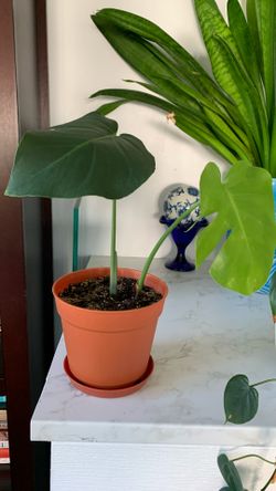 Monstera House Plant