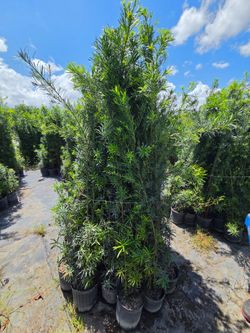 podocarpus6 to 7 feet tall  Instant Privacy Hedge For Fence Green Full Ready Best plant for fencing hedges and privacy low maintenance  minimum qty  3