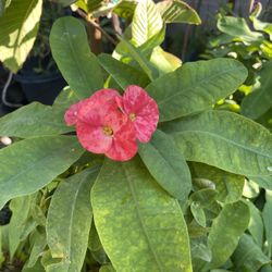 Coronas De Cristo Color Melon  Cada Una 