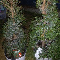 2 Spiral Topiary Trees 