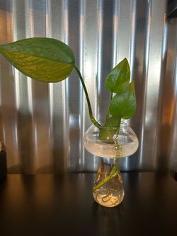 Small Glass Mushroom Propagation Vase with Plant