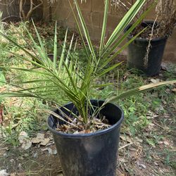 Misc Plants $6 Each All Approximately 3 -5 Gallon Size