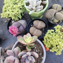PLANT SALE  SUCCULENTS $4 EACH  SUNDAY IN SAN LORENZO 