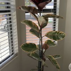Indoor Plant
