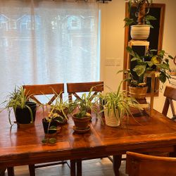 Various House Plants