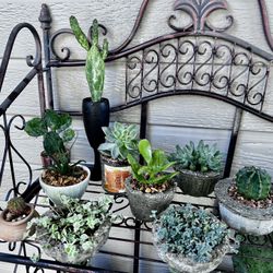 Small Succulent And Cacti Plants-$3 Each