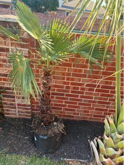 Windmill Palm tree