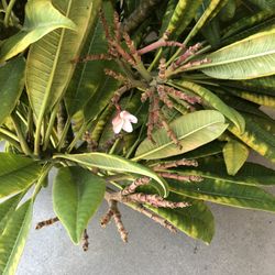 Plants