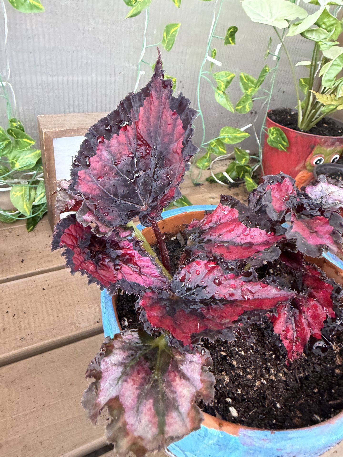 Begonia red kiss