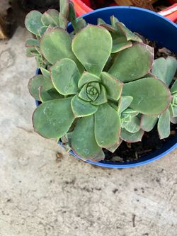 Plant