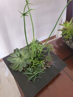 Mixture of plants
