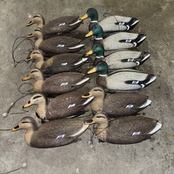 18 Mallard XL Decoys All With Weights