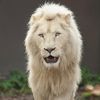 Ramses H
