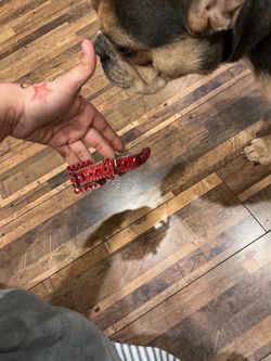 Bb simons small pet collar