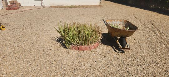 Aloa plants  free FREE TEXT ME