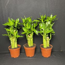 Lotus Bamboo Plants (12”tall $10 each)